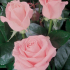 Neobvykle nabídková růže touha - královna v růžovém závoji