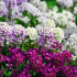 Výroční květiny: top 120 fotek z nejlepších typů a odrůd ročníků, zařízení výsadby a rostoucí v zahradě