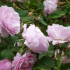 Parková růže: co to znamená, jak to vypadá, typy, fotografie odrůd se jmény