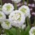 Primrose (primula) malé profilované: pěstování ze semen, péče, fotografie