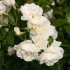 Lezecká ledová růže - sněhově bílá královna, dobývající svou něhou a krásou