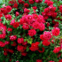 Pleetry rose santana s bloody-red flowers a velvet přetečení