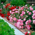 Polyanthus rose: jemnosti a triky úspěšného pěstování