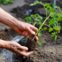 Rajčata v polykarbonátovém skleníku: výsadba, schéma výsadby, vzdálenost, příprava půdy, termíny výsadby a stáří sazenice + foto