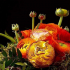 Ranunculus (pryskyřník): top 170 fotografií, výsadba, péče, reprodukce. Návod na pěstování na zahradě, rady zahradníků