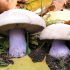 Řada litinských nebo synodio: popis a fotografie, kde houby roste, recepty jsou krok za krokem pro zimu doma