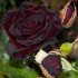 Luxusní růžově černá královna se vzácnou barvou a karmínovým přelivem