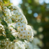 Zahradní rostlina spirea: bílá, růžová, další oblíbené odrůdy