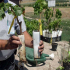 Sazenice hroznů - tváře technologie pěstování a hroznů (video + 125 fotek)