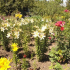 Schéma květinového záhonu - funkce plánování květinové zahrady pro letní chatu