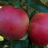 Odrůdy apple: principy výběru odrůd, popisu a charakteristik populárního druhu. Léto, podzimní a zimní jablka, jejich rozdíly