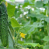 Odrůdy okurek - nejproduktivnější odrůdy pro výsadbu ve středním pruhu. 120 fotografií nejlepších půdních odrůd