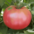 Odrůdy rajčat: popis oblíbených odrůd rajčat, charakteristické vlastnosti. Recenze nejchutnějších a nejplodnějších druhů