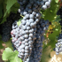 Hroznů ?: charakteristika brzy, pozdní, hroznové odrůdy. Rozlišovací prvky, tipy při výběru a použití