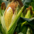 Termíny setí a výsadby kukuřice v roce 2022: plnohodnotné pěstování a péče