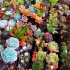 Sukulenty (50 fotek): nádherné rostliny zvyklé na sucho