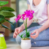 Péče o orchidej doma - odrůdy orchidejí, rysy transplantace a péče, doporučení pro údržbu doma