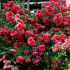 Nádherná růže rosarium uetersen - lavina planoucích květin