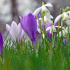 Jarní květiny zahrada - odrůdy, tituly a charakteristiky