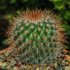 Druhy kaktusu ? : top 140 fotografií populárních odrůd, charakteristické funkce. Pokyny pro péči o kaktii