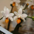 Druhy orchidejí - charakteristika odrůd s podrobným popisem. Charakteristické rysy, rady při výběru pro přistání (foto + video)