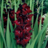 Pěstujeme gladioly - vlastnosti výsadby v otevřeném terénu. Tajemství rozmnožování a kvetení. Tipy od zkušených zahradníků (foto + video)