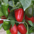 Pěstování bulharského papriky v otevřené půdě a skleníku v roce 2022